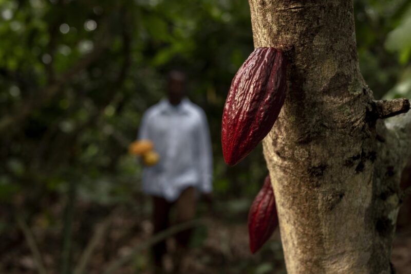 poudre cacao – Image 4